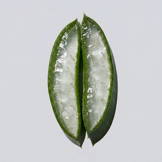 L'Aloe Vera Une Plante Multi Usages - Bienfaits Aloe Vera Peau